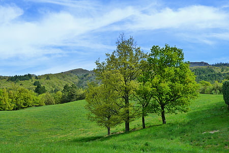 green trees on green grass field under blue sky thumbnail