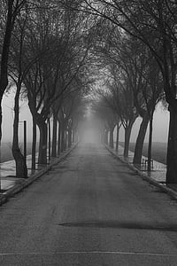 clear road between leafless trees thumbnail