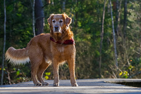 adult red golden retriever thumbnail