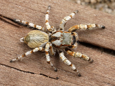 White and Brown Tarantula thumbnail