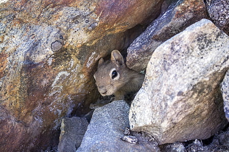 brown squirrel hiding on rocks thumbnail