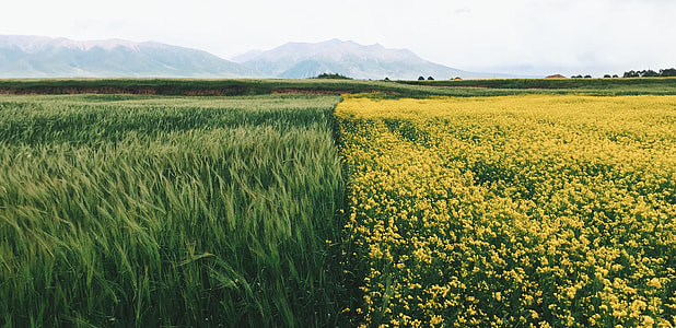 yellow rapeseed field beside green grass field at daytime thumbnail