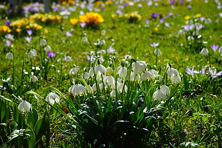 selective focus photography of white petaled flowers at daytime thumbnail