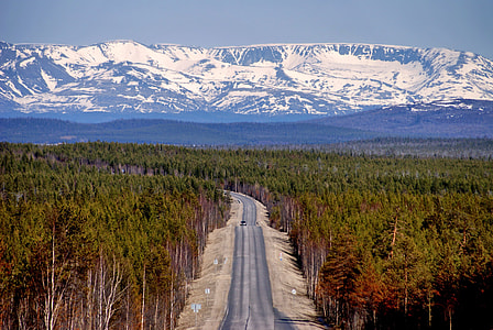 road between forest thumbnail