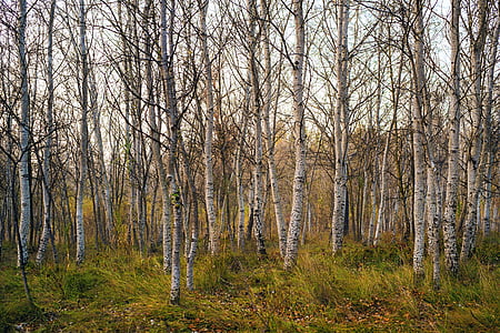 leafless trees thumbnail
