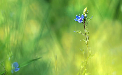 selective focus photography of blue flower in full bloom thumbnail