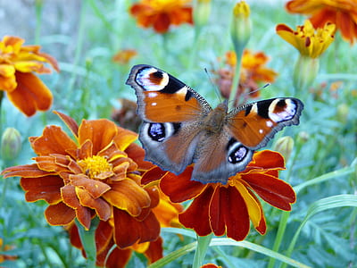 peocock butterfly perched on orange flower thumbnail