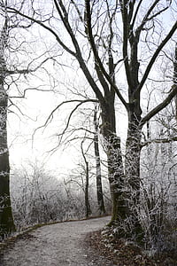 icy tree branch thumbnail