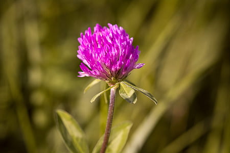 klee, blossom, bloom, purple, pointed flower, nature thumbnail