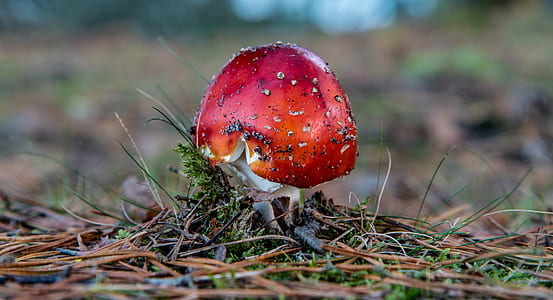 focus photography of red and white mushroom thumbnail