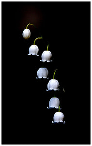 white petaled flowers illustration thumbnail