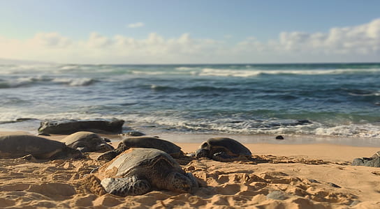 sea turtles crawling on shore thumbnail