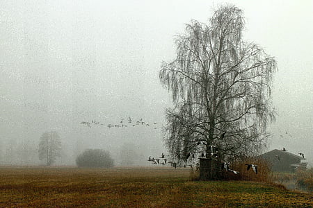 green tree beside house thumbnail