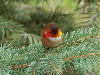 photo of magnificent riflebird perching on bough thumbnail