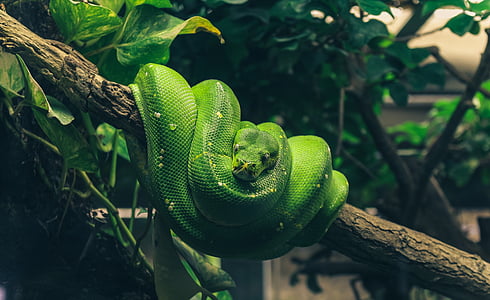 green viper snake on tree branch thumbnail