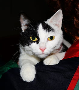 black and white sitting on ones lap thumbnail