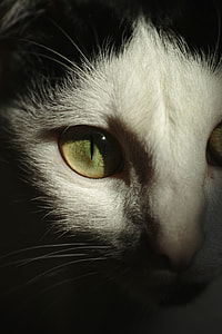 close-up photography of cat's eyes thumbnail