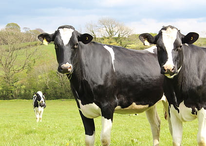 three white-and-black cows on grass field thumbnail