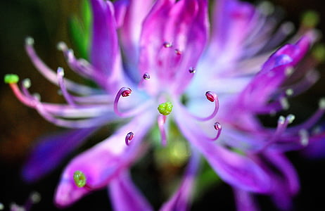 macro photo of purple petaled flowers thumbnail
