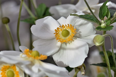 white petaled flowers closeup photography thumbnail