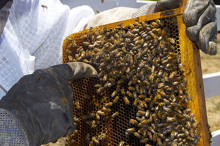 person holding honeycomb thumbnail