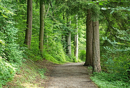 pathway near green foliage trees thumbnail