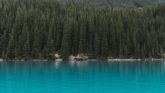 calmly body of water near green leafed trees at daytime thumbnail