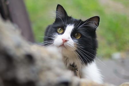 selective focus photo of black and white cat thumbnail