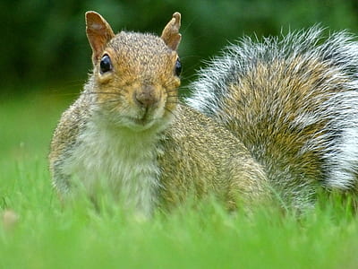 nature, animal, cute, grass thumbnail