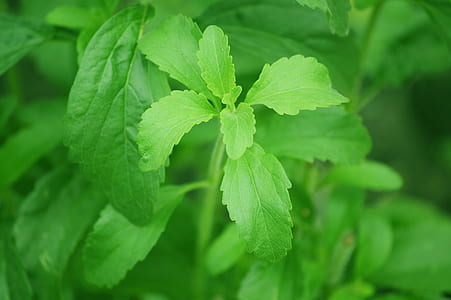 macro shot of green leaf thumbnail