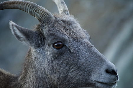 selective focus of gray animal thumbnail