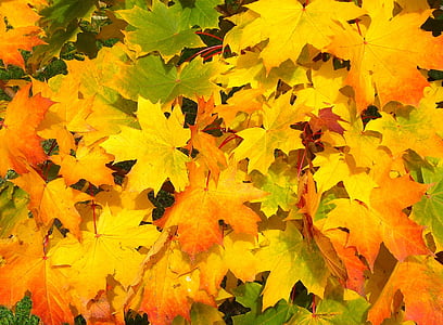 yellow, green, and orange maple leaves thumbnail