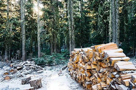 pile of brown firewood near green trees during daytime thumbnail