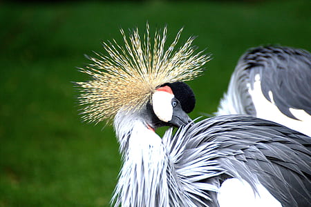 close up photography of gray short beak bird thumbnail