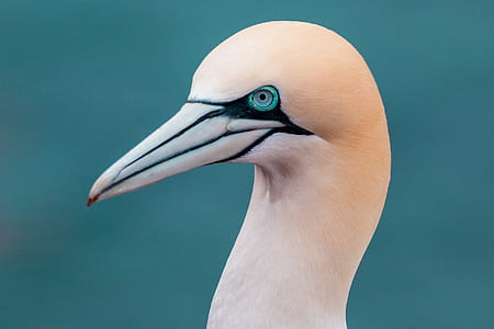 closeup photography of pink white-beaked bird thumbnail