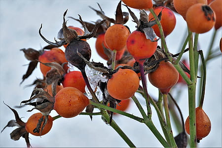round orange fruits thumbnail