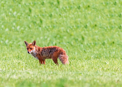 red fox standing on green grass during daytime thumbnail