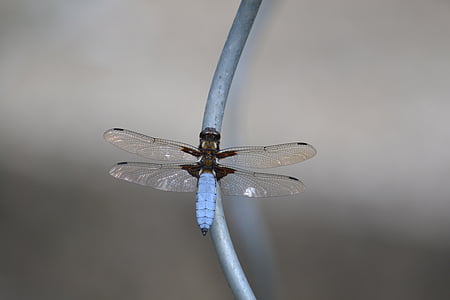 blue dragonfly thumbnail