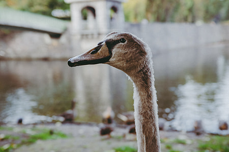 Cygnet swan thumbnail
