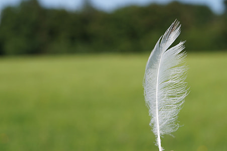 focused photography of white feather thumbnail
