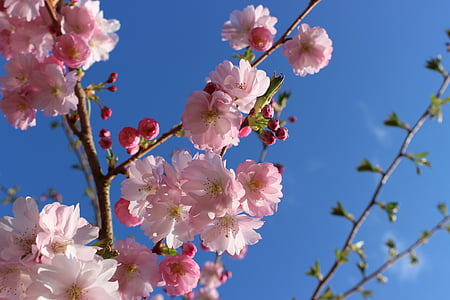 close-up photography of Sakura blossoms under blue sky thumbnail