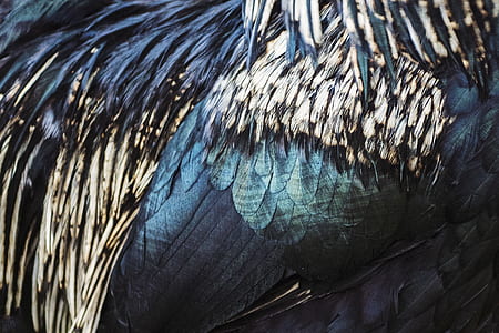 Close-up Photo of Feathers thumbnail