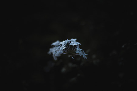 greyscale photography of geranium flowers thumbnail