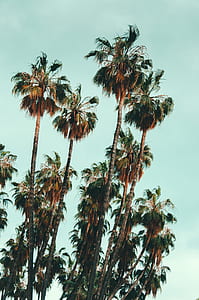 coconut palm tree photography during daytime thumbnail