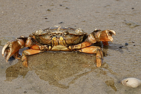 closeup photo of crab thumbnail
