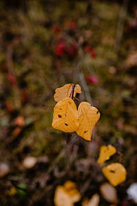 Autumn walk to the forest in foggy weather thumbnail