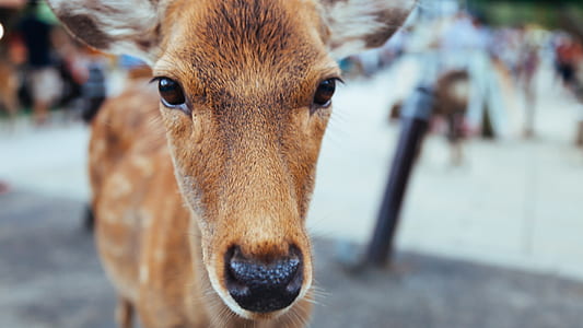 shallow focus photography of brown horse thumbnail