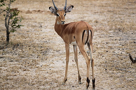 brown deer on brown soil thumbnail