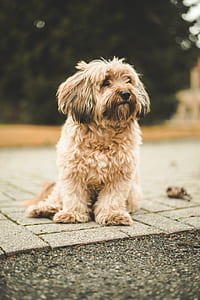 adult white Havanese sitting on gray concrete floor thumbnail