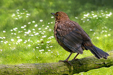 brown bird on branch during daytime thumbnail